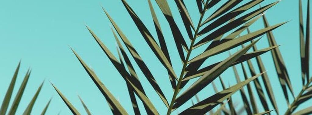 Close-up of palm leaves against a clear blue sky.
