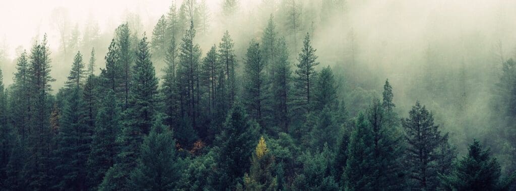 Fog envelops a dense evergreen forest creating a mystical atmosphere.