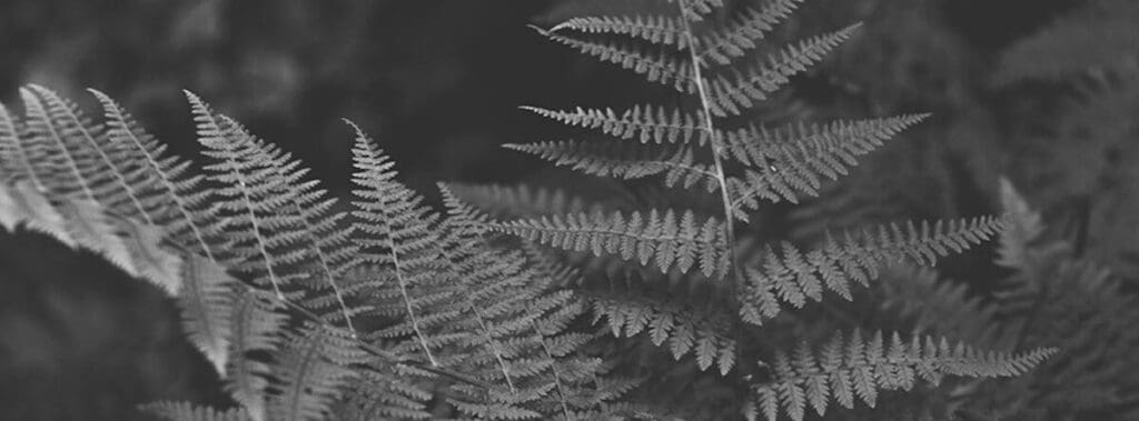 Close-up view of fern leaves in grayscale.