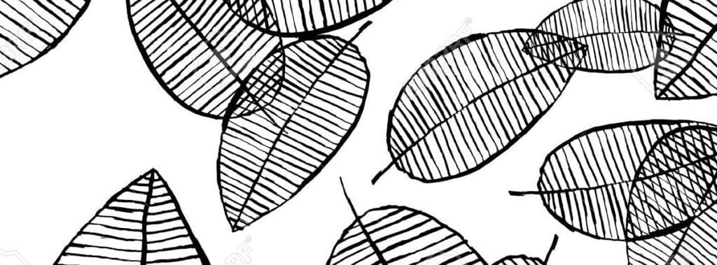Black and white sketch of detailed leaves with visible veins.